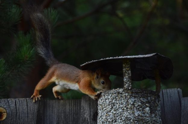 A squirrel on a fence.